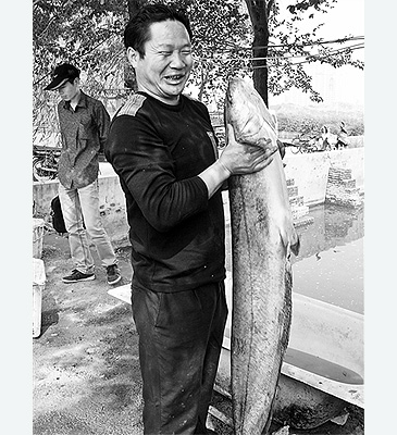 2097_Lanzhou Catfish_Silurus lanzhouensis.jpg